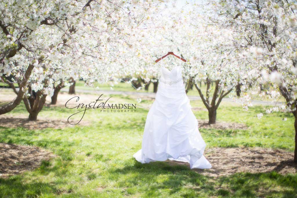 Blossoms and A Wedding Dress